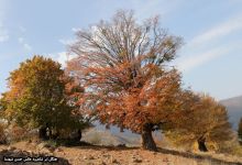 گزارش تصویری از فصل پاییز در جنگل ابر شاهرود